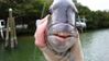 Sheep_Head_003.JPG