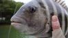 Sheep_Head_004.JPG