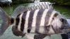 Sheep_Head_007.JPG
