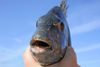 Sheepshead_Closeup.jpg