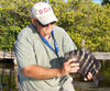 Sheepshead_Ron_rs.jpg