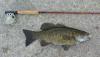 Smallmouth_Bass_425.jpg