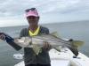 Snook_Fishing_Clearwater.JPG