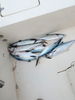 Spanish_mackerel.jpg