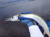 Stephanie_s_needlefish.jpg