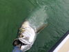 Sugarloaf_Key_tarpon_fishing_charters.jpg