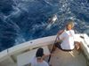 TIGER_SHARK1.JPG