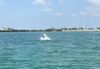 Tarpon-3-2-18-803x555.jpg