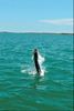 Tarpon3_6_2010.jpg