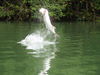 Tarpon4.JPG