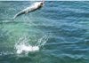 Tarpon5.JPG