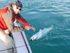 Tarpon_1-14-10.jpg