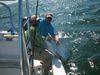 Tarpon_1.jpg