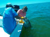 Tarpon_2010_062.jpg