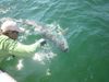 Tarpon_3.jpg