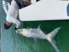 Tarpon_Fly_Fishing_Charters.JPG