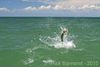 Tarpon_Jumping.jpg