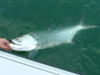 Tarpon_boatside_2.jpg