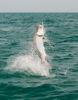 Tarpon_jump_Photo_Capt_Rob_Modys.JPG