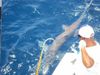 Thresher_shark_Mike_reduced.jpg