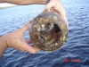 Toad_fish0001.jpg