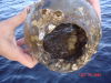 Toad_fish0002.jpg