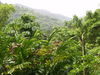 Trinidad_Nature-4.JPG
