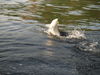 Trinidad_Tarpon-2.JPG