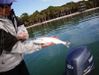 Trout_001.JPG