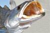 Trout_Closeup_.jpg