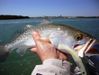Trout_III_005.JPG