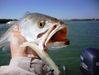 Trout_III_006.JPG