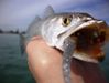 Trout_II_005.JPG