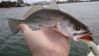 Trout_after_the_chill_009.JPG