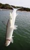 Trout_after_the_chill_010.JPG