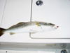 Trout_caught_on_a_Hook_Up_lure_n_Gulp_ashrimp.jpg