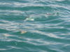 Ulgas_tarpon_just_before_being_leadered.jpg