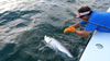 Vic_Tarpon_Release.png