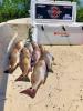 Whiskey_Bayou_Charters___Fishing_Report___Fish_in_the_Marsh_4.jpg