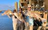 Whiskey_Bayou_Charters___Fishing_Report___Getting_in_on_the_Redfish_Bite___4.jpg