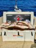 Whiskey_Bayou_Charters___Fishing_Report___Redfish_Wednesday__7_.jpg