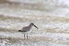 White_rumped_Sandpiper1.jpg