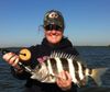 Winter_Sheepshead_Estero_Bay_Photo_Capt_Rob_Modys.jpg