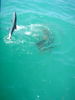 Zack_n_cobia_2.jpg