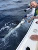 a-white-marlin-is-a-rare-treat.jpg