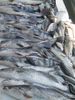 a_mess_of_drum_an_trout.JPG