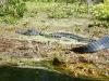 airboat_eco_tours_central_florida1.JPG
