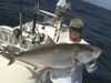 amberjack_0001.jpg