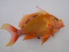 anthias_Wozniak_002.jpg