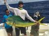 bull_Mahi.jpg